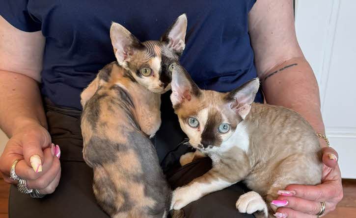 Kittens At Vermont Facial Aesthetics